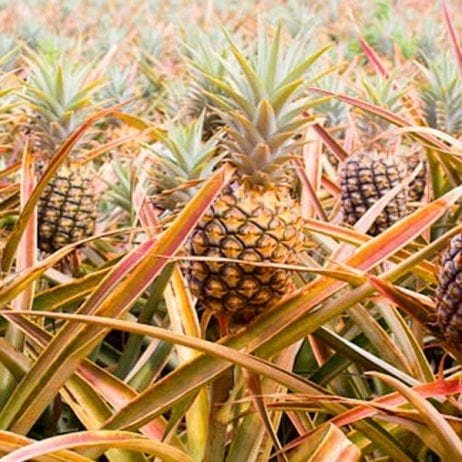 Fresh iconic fruit from the best Maui pineapple tour. The Maui farm tour 1835.