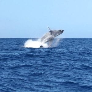 Best Maui Whale Watching Teralani 1739