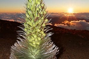 Haleakala Sunset Tour - 3358