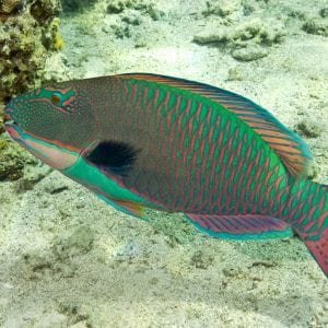 Parrot Fish at Molokini Crater