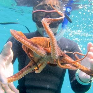Aqua Adventures - Molokini Snuba and Snorkel (Octopus)