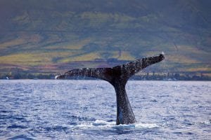 Humpback Whale Tail Watching Tour