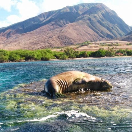 Adorable Hawaiian Monk Seal Resting on Sea Rock