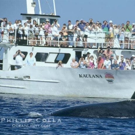 Kaulana 70' Double Deck Catamaran