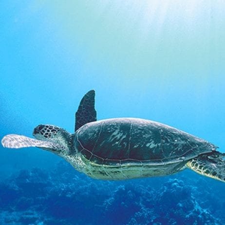Molokini Snorkel Tour