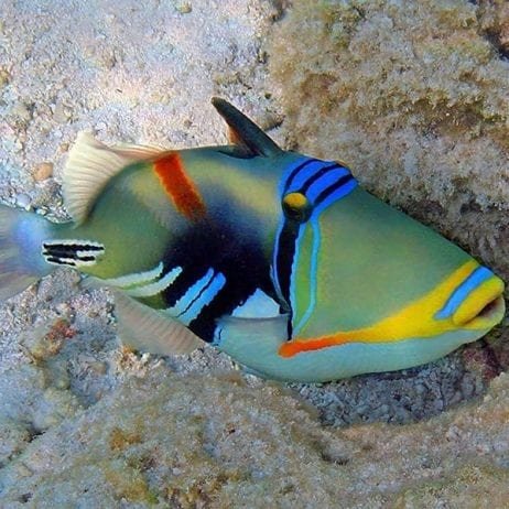 Beautiful Marine Life - Colorful Fish (Humuhumu)