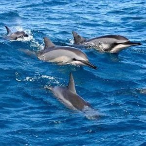 Leaping and Racing Spinner Dolphins