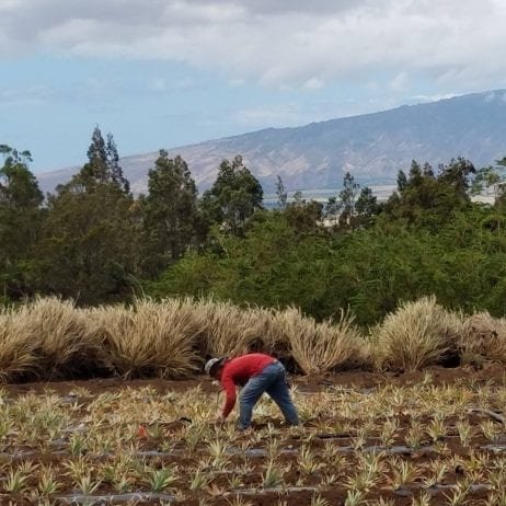 Farmer cultivating and planting pineapple in Maui field.