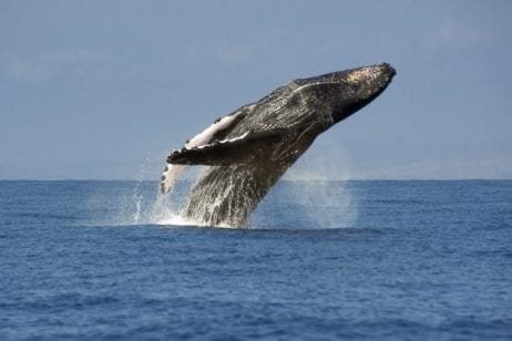 Whale Breach off of Kaanapali Beach