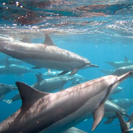 Ocean Riders - Circumnavigate Lanai (Dolphin)