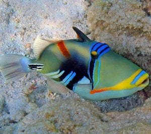 Stunning Collection of Marine Life