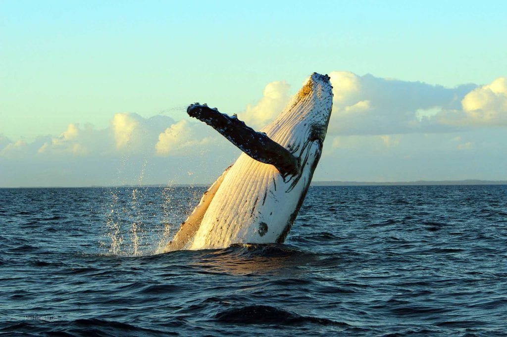 When Are Humpback Whales in Hawaii? Your Guide to Whale Season in Maui