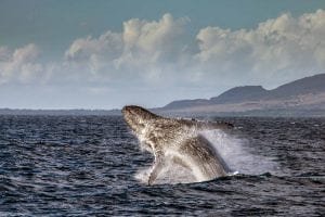 Maui Whale Watching 2850