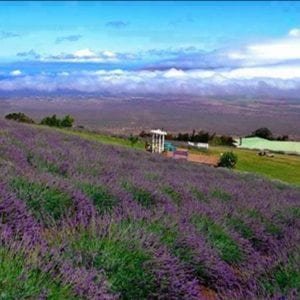 Lavender Farm on Maui