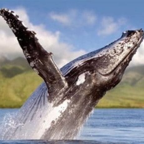 Quicksilver - Lanai Dolphin Snorkel (Whale Watch)