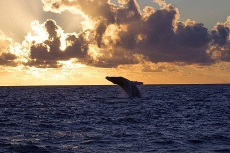 Hawaii sunset whale watch 267