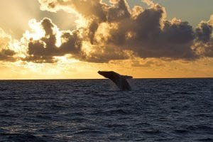 Whale Watch Sunset 3081