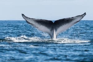 Whale Tale, Maui