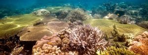 Hawaii coral garden tour 248