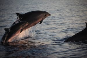 Dolphin Maui - 3187