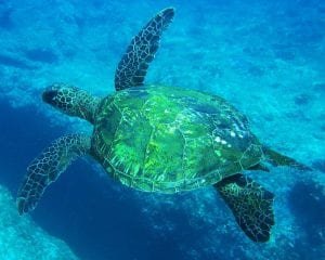 Glistening Honu Brad Scott - 3193