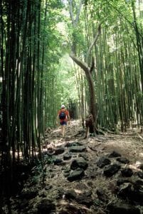 Hike Maui waterfalls rainforest Trails 420