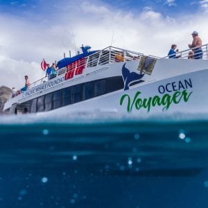 Best Lanai Snorkeling Tours 2863