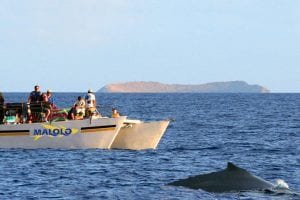 Mololo Charters whale watch activity 244