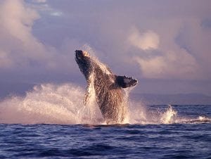 Breaching Whale of Coast of Maui