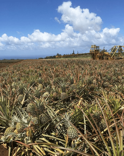 Pineapple Farm Tour Maui Pineapple Farm Tour Maui