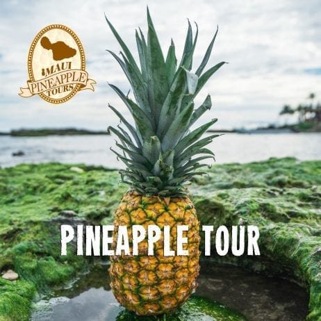 Get a taste of paradise on the Maui Pineapple Tours