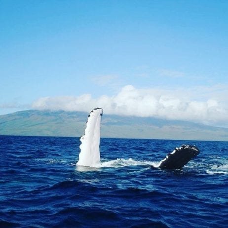 Whale Fin Waving seen from Whale Watch off of Maui