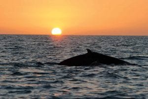 Maui sunset whale watch 266