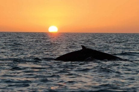 Maui sunset whale watch 266