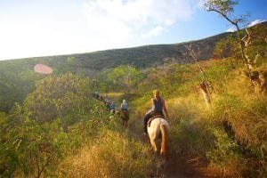 Lahaina Stables feature photo