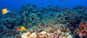 coral_gardens photo