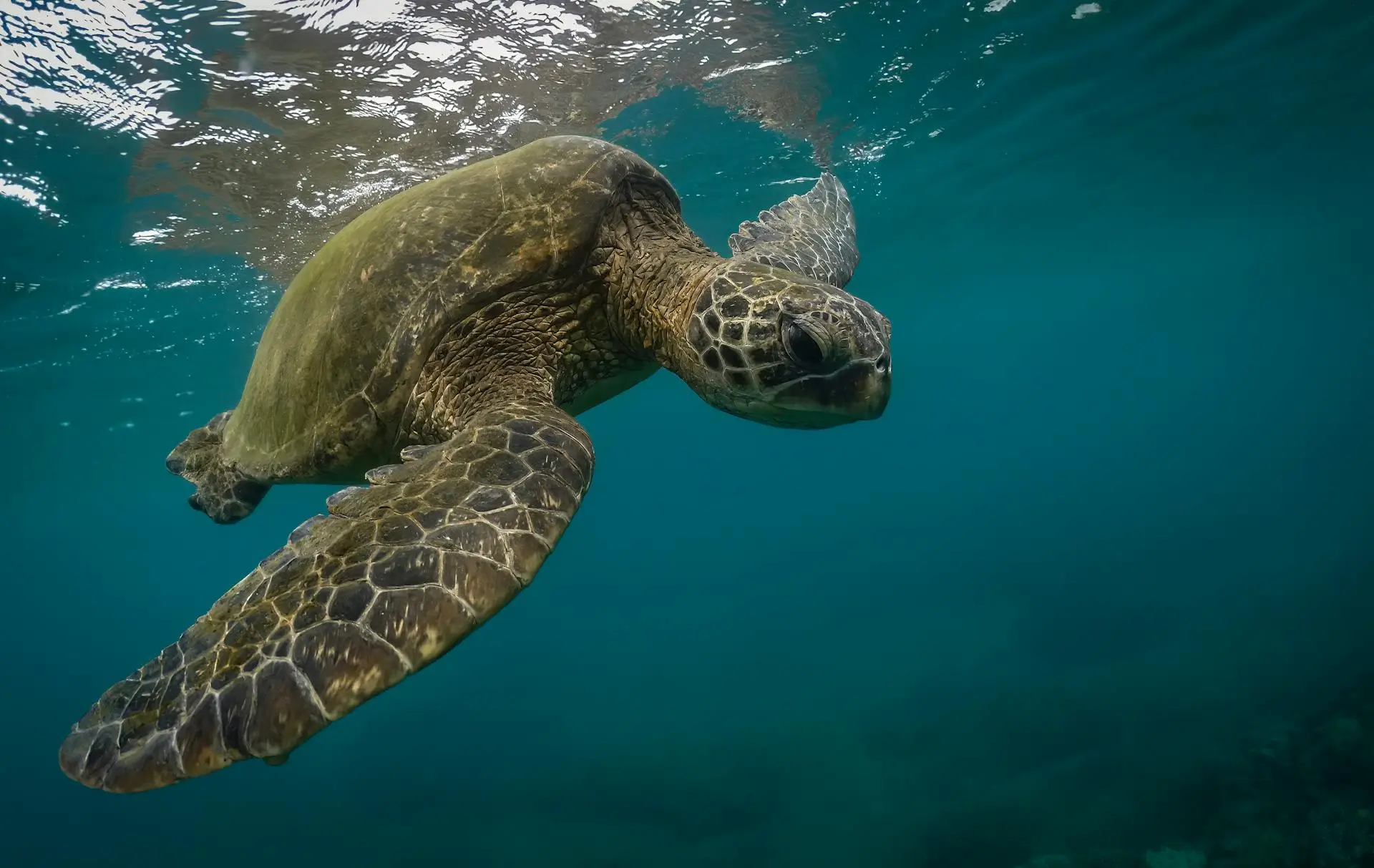 Top 10 Things to Do in Maui in August