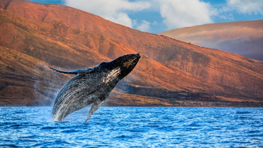 Maui Whale Watching & Dolphin Encounters